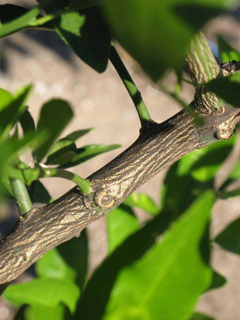              Second - third year twig (Winter Haven, FL)       